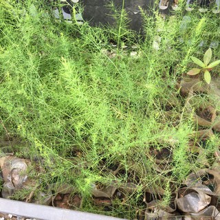 Cây giống măng tây xanh - Trang Flowers