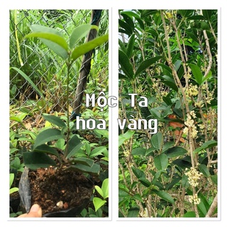 Combo 5 mộc hương ta hoa vàng cao 20-25cm