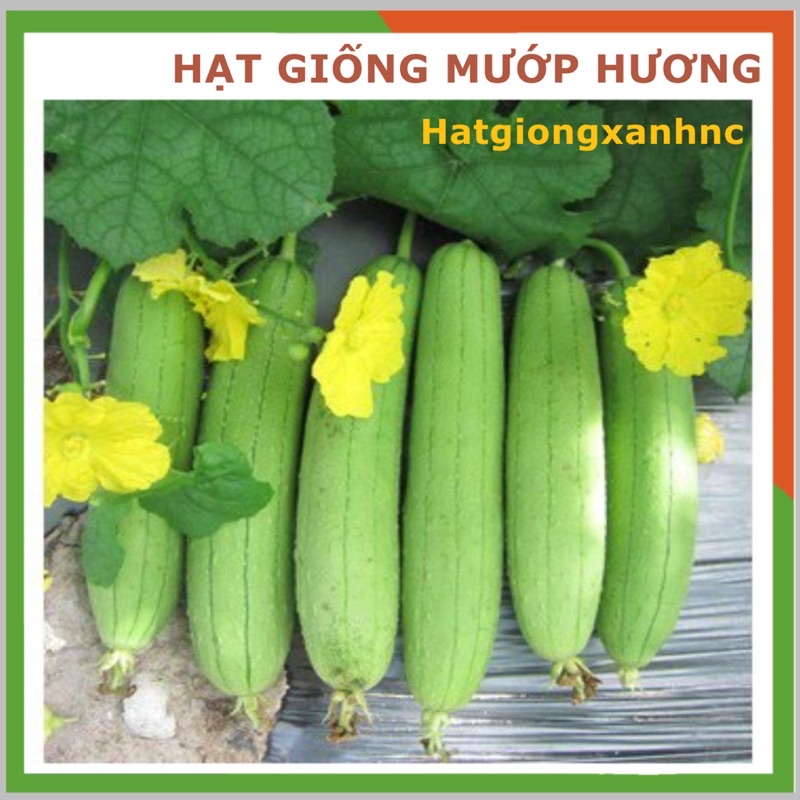Hạt giống Mướp hương F1 siêu trái, gói 1gram, Rau củ quả trồng ban công, sân thượng, thùng xốp.
