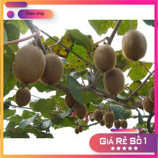 HẠT GIỐNG QUẢ KIWI 30 HẠT LUCKY.VN