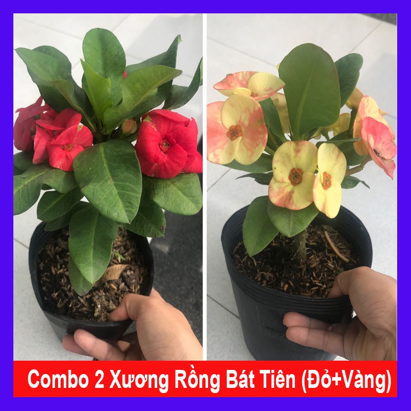 Combo 2 chậu xương rồng bát tiên ( màu đỏ + màu vàng) + tặng phân bón