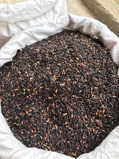 Gạo nếp cẩm Điện Biên
