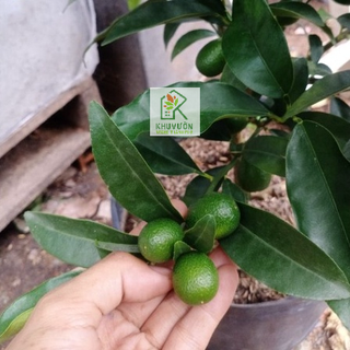 Cây tắc mỹ, cây tắc ngọt