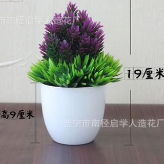 Chậu hoa dứa để bàn hình chóp