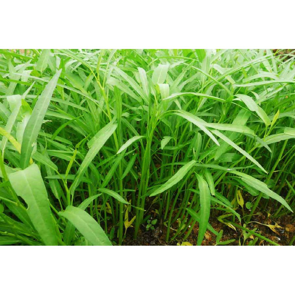 Bán Giống rau muống (100g) hàng đẹp