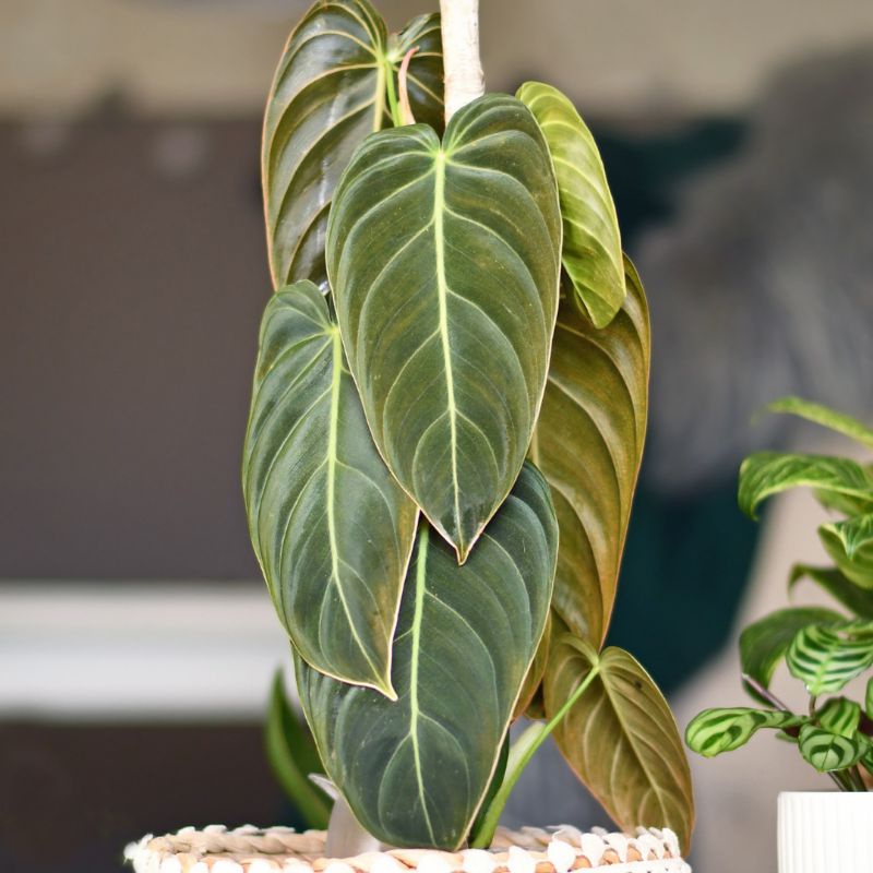 Chậu cây trầu bà Philodendron Melano