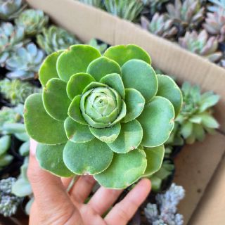 Sen đá hoa hồng Greenovia
