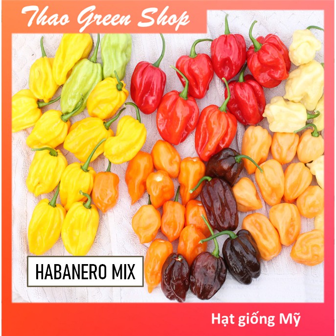 HẠT GIỐNG ỚT SIÊU CAY HABANERO