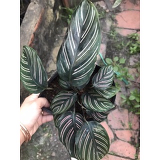 Cây đuôi công sọc tím