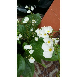 Cây giống bách thủy tiên (lan nước)