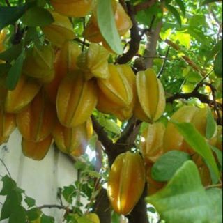 Cây Khế Ngọt bầu to cao 80-100cm đang bông trái.