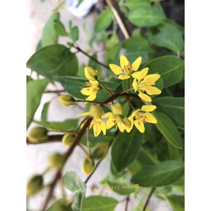 Cây hoa Kim Đồng