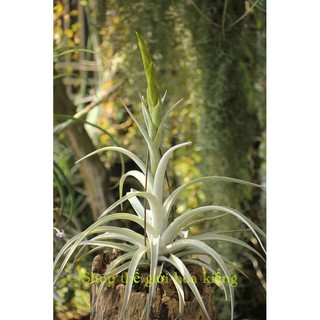 Cây không khí harrisii x capitata