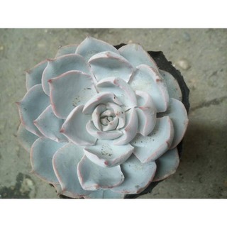Hạt giống Sen đá ngọc bích