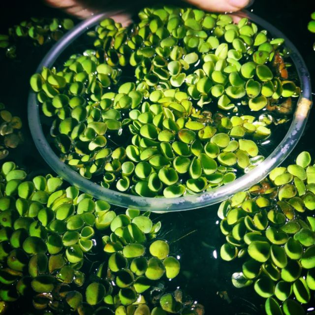 1 Cây Bèo Tổ Ong - Phụ Kiện Trang Trí Hồ Cá Dễ Trồng Dễ Sống