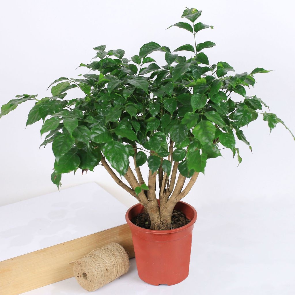 Cây hạnh phúc để bàn to bonsai