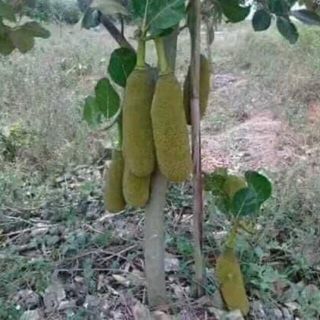 Mít Trái Dài Nhập Khẩu Malaysia.