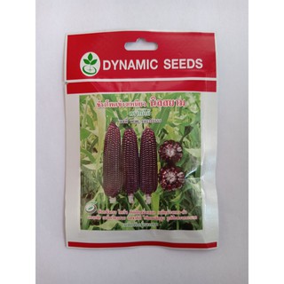 Hạt giống bắp ngô tím nhập khẩu Thái Lan