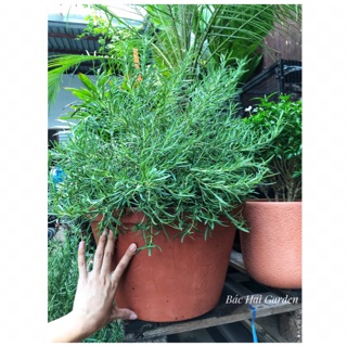 Chậu hương thảo đất nung size đại