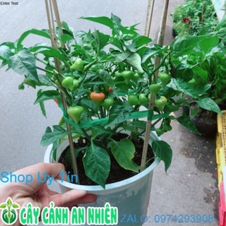 Chậu ớt kiểng trái tim
