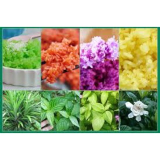 Cây cẩm đỏ giống - cây cẩm tím giống