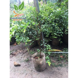 Nho Thân Gỗ 4 năm tuổi
