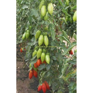 Hạt giống cà chua chuối quả đỏ 30 hạt (TẶNG gói kích thích hỗ trợ hạt nảy mầm)