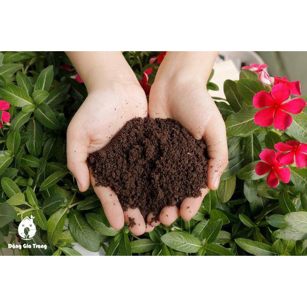 Phân Trùn Quế Nguyên Chất Sfarm  Pb01 Đặng Gia Trang Đã Xử Lý Không Mùi, Cải Thiện Độ Mùn, Cân Bằng Ph