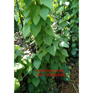 Hạt giống sương sâm gói 5 gam