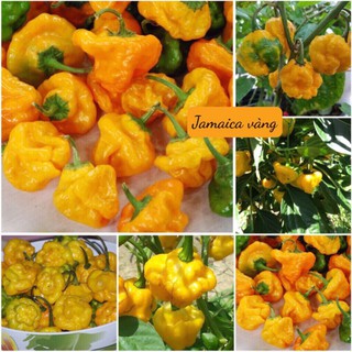 HẠT GIỐNG ỚT JAMAICA VÀNG ĐỎ
