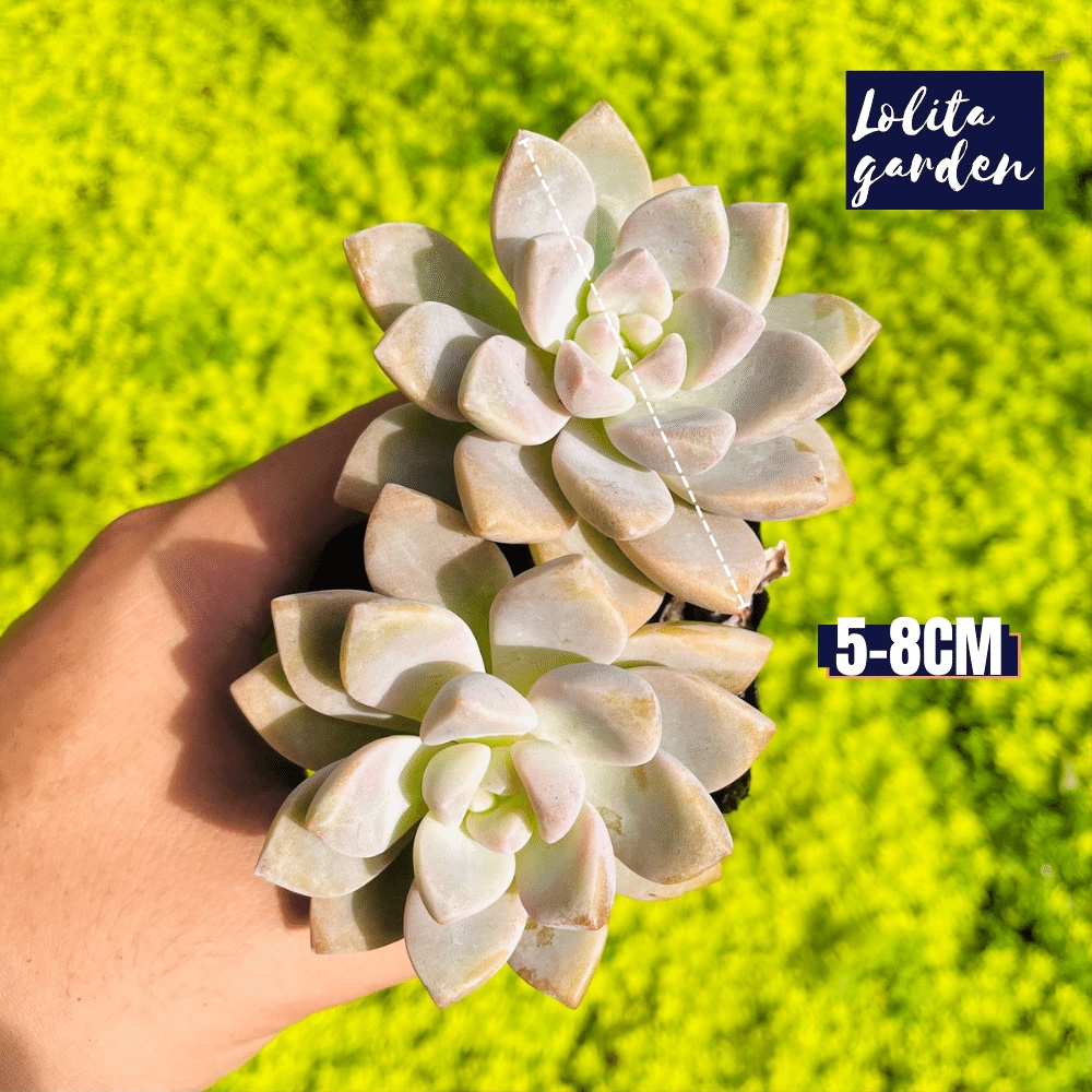 Sen đá pink gem Đà Lạt size bé cây cảnh trang trí nhà cửa Lolita garden