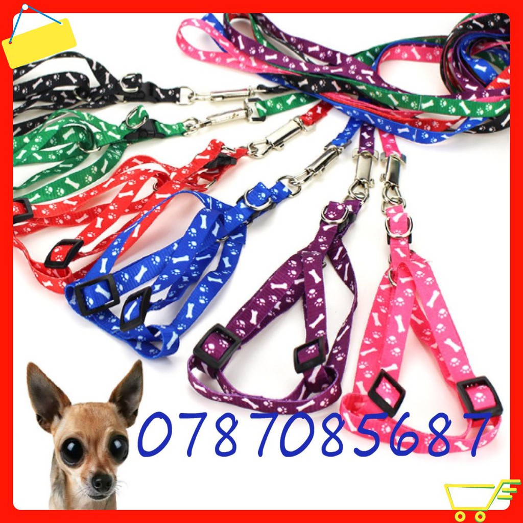 Dây dắt chó mèo đi dạo