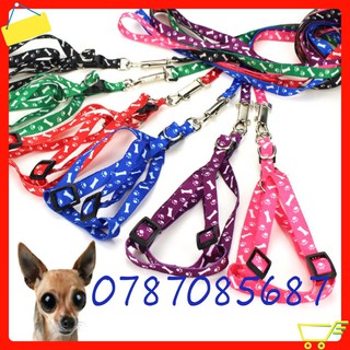 Dây dắt chó mèo đi dạo