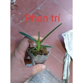 Kiếm giống các loại