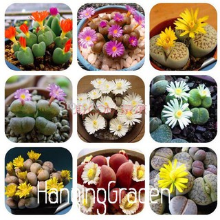 Hạt giống cây hoa đá sống thạch lan - 1 gói 10 hạt/kèm 3 viên nén ươm hạt