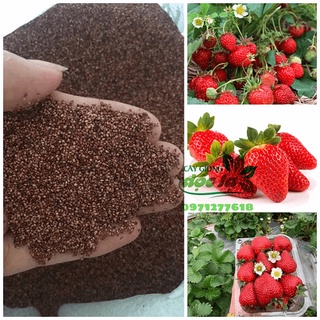 100 hạt- Hạt giống dâu tây ĐỎ F1 -SIÊU TO, SIÊNG TRÁI