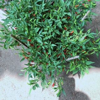 Cây 🌲 Ớt Hiểm....cay khủng đang trái
