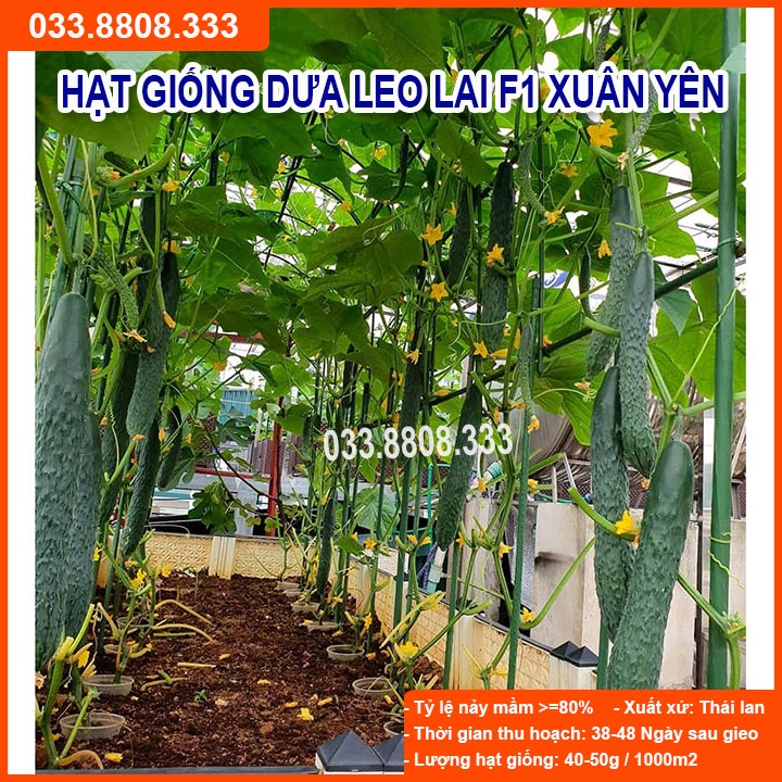 Hạt Giống Dưa Leo Lai Xuân Yên F1 1gram- Dưa Quả Dài Đẹp Năng Suất Cao
