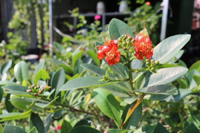 Mai Thái  hoa đỏ cam