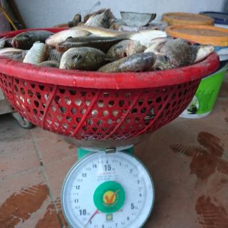 Mồi chuyên câu cá rô phi
