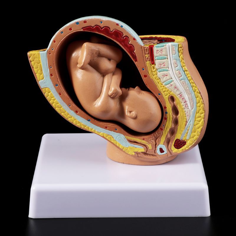 Tháng thứ 9 Bé Fetus Foetus Mang thai Con người Mang thai Phát triển thai nhi Mô hình y tế