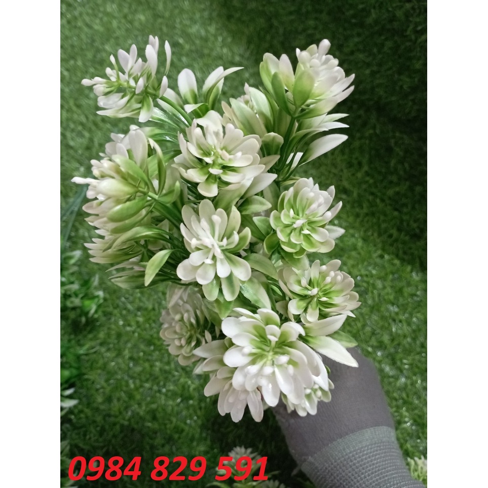 Cụm điểm hoa bưởi