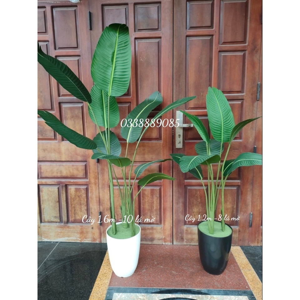 Cây chuối giả- cây chuối cảnh nhiều size hàng lá nhám (mờ) hàng xịn - ảnh, video thật