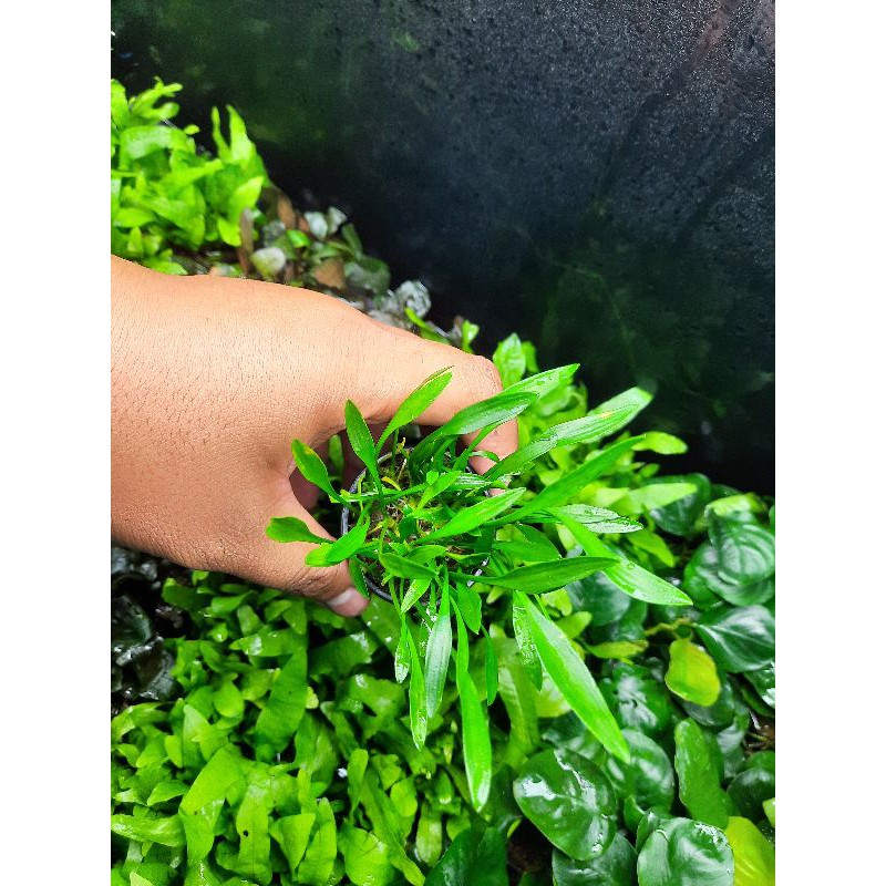 Tiêu thảo Prava mini - Parva tiêu thảo mũi tên mini - cây thủy sinh dễ trồng phát triển chậm