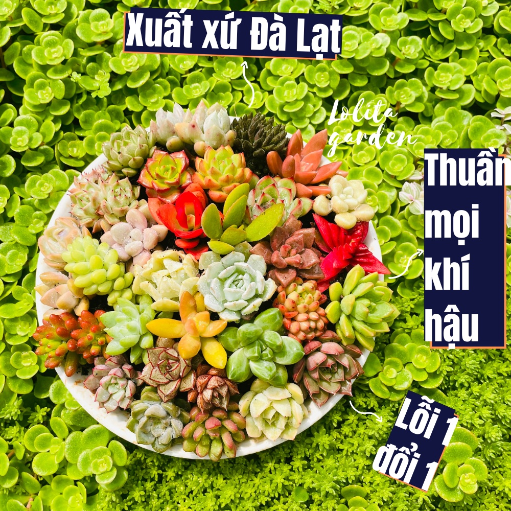 Sen đá 30 loại khác nhau Đà Lạt size mini cây cảnh trang trí nhà cửa Lolita garden