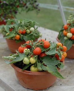 Hạt Giống Cà Chua Kiểng Lùn (Red Mini Dwaft Tomato)