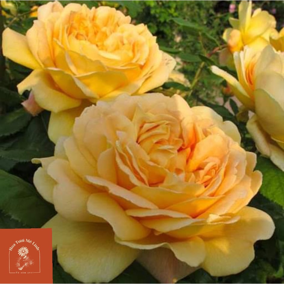 Hoa hồng ngoại Golden Celebaration Siêu Phẩm leo mới ra lò -HoaTuoiMeLinh