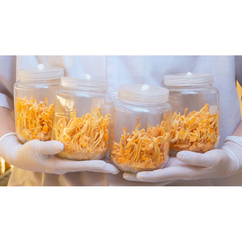 [Mã 267FMCGSALE giảm 8% đơn 500K] [10g] Nấm Đông trùng hạ thảo "Cordyceps" Sấy thăng hoa (Theo Đề án cấp nhà nước) | BigBuy360 - bigbuy360.vn