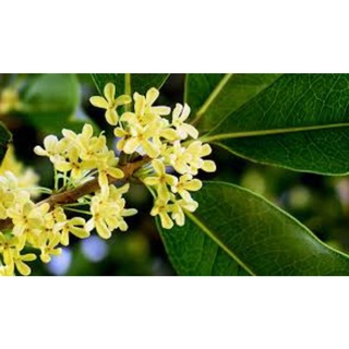 10 CÂY MỘC HƯƠNG GIỐNG