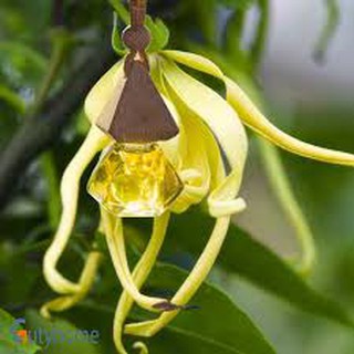 Tinh dầu thơm treo xe hương Ngọc Lan Tây